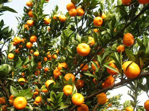 仙乐柑橘